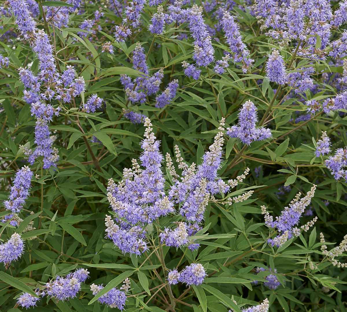 (1ต้น) ต้นไวเท็กซ์ Chaste Berry ไวเท๊กซ์ แอกนัส แคสตัส Vitex Vitex Agnus Castus / ศรัณย์รักษ์ สำเนา