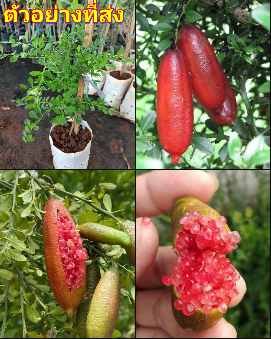 (2ต้น) ต้น มะนาวคาเวียร์ ลิตเติ้ลรูบี้ ต้นมะนาวคาเวียร์ มะนาวนิ้วมือ สีแดง / happy