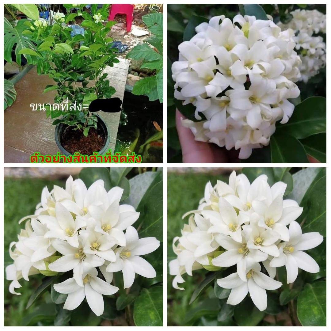 (1ต้น)(ขาย ต้นพันธุ์) ดอก ต้น ต้นดอกแก้วลิลลี่ ดอกแก้วลิลลี่ ดอกแก้ว ลิลลี่ ต้นดอกแก้ว fadel