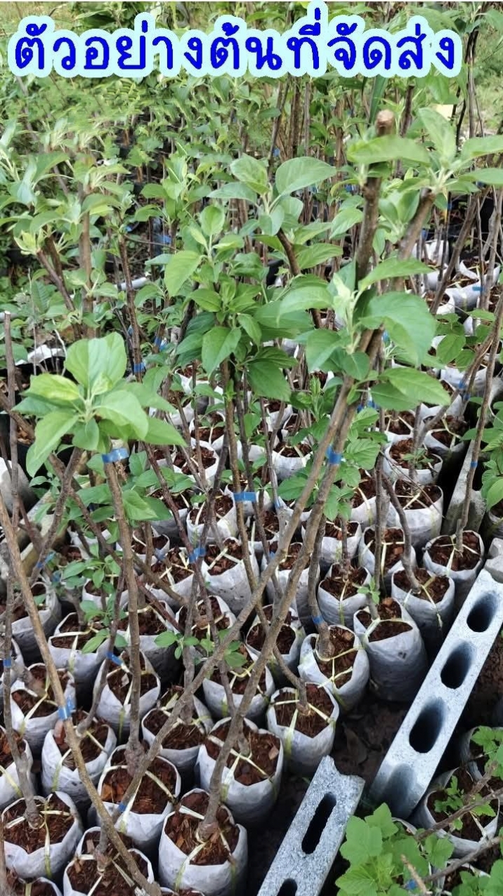 ต้น สูง 50-60cm เสียบยอด แอปเปิ้ล โกลเด้นวีนัส Venus Golden Apple ต้นแอปเปิ้ล / klisnus