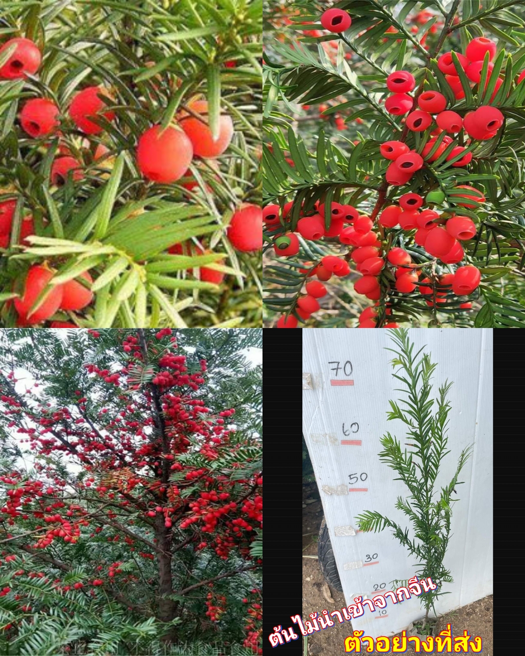 (1ต้น) ต้น สนยิว ต้นยูอังกฤษ English Yew common yew european yew Taxus baccata / ศรัณย์รักษ์