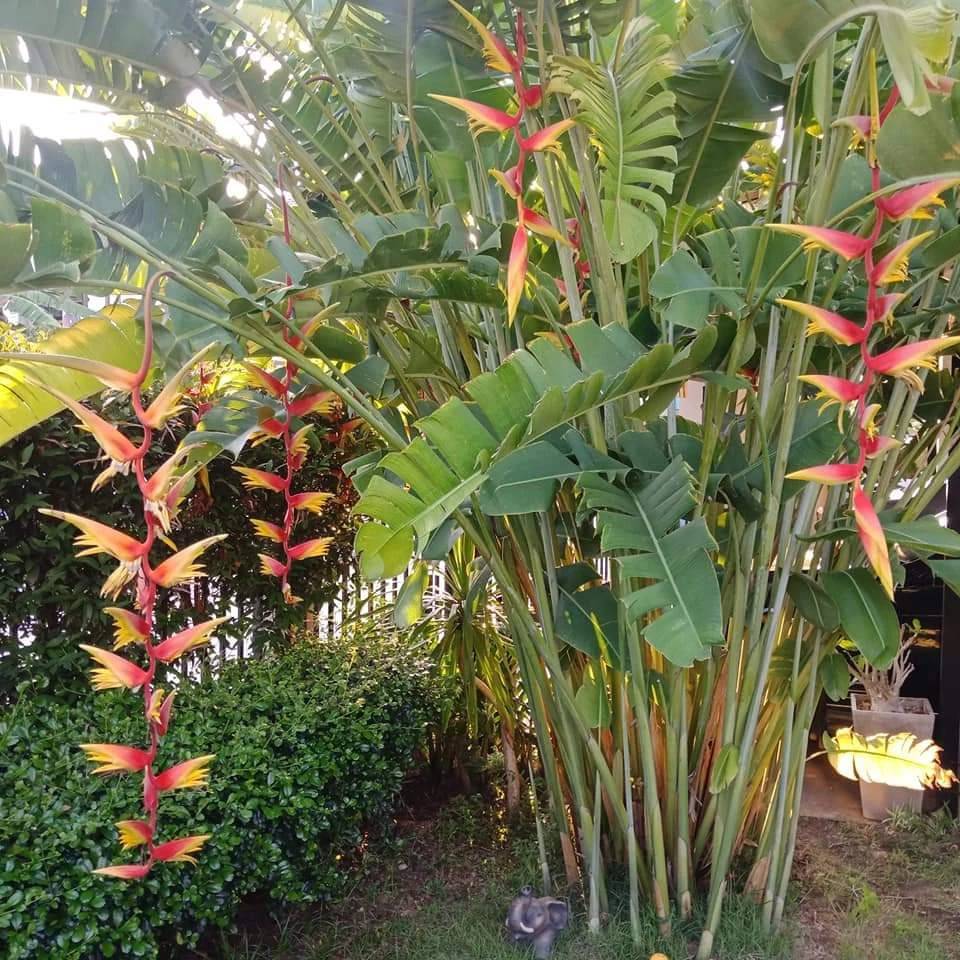 มี 13 สายพันธุ์ ให้เลือก ต้น หน่อ เหง้า เฮลิโคเนีย Heliconia เอ็กเซลซ่า excelsa คานารี่ สีเหลือง canari yellow คาลิเบียน Caribea โมเกน่า โปเกน่า bourgeana แอนโดรมีดา Andromeda ธรรมรักษา ก้ามกุ้ง เทมเพลส temptress เปโดร ออทิซ Pedro Ortiz คอลลินเซียน่า coll