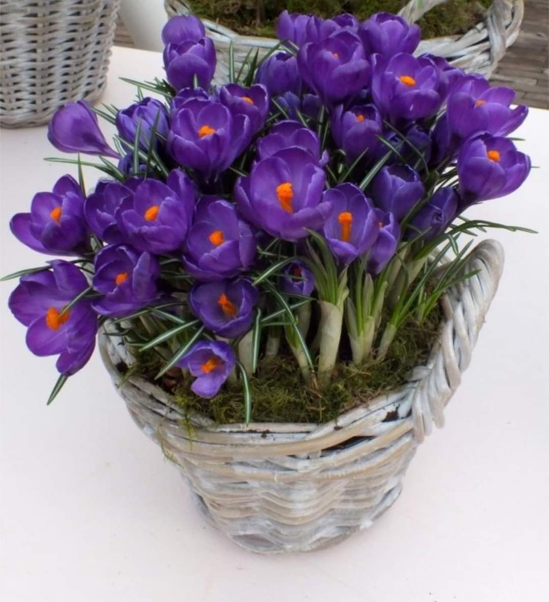 (1หัว) หญ้าฝรั่น หญ้า ฝรั่น ( ฝะหรั่น ) หรือเรียกว่า Saffron Crocus / ศรัณย์รักษ์