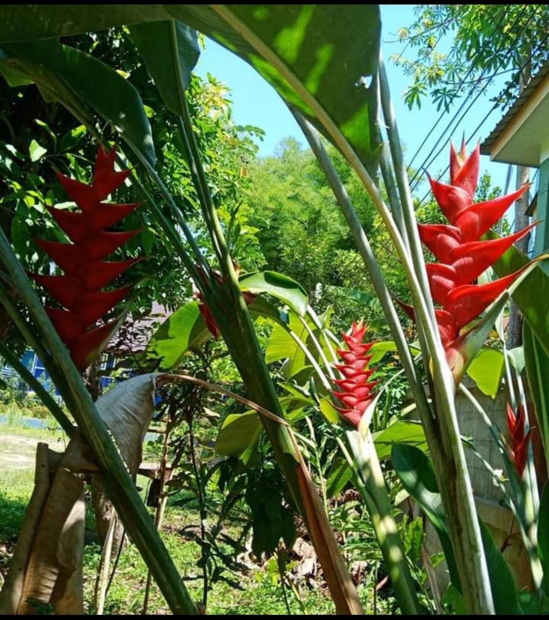(1หน่อ)(ขาย หน่อพันธุ์) ดอก ต้น หน่อ เหง้า Heliconia Purpurea เฮลิโคเนีย เพอเพอเรีย / Nokair