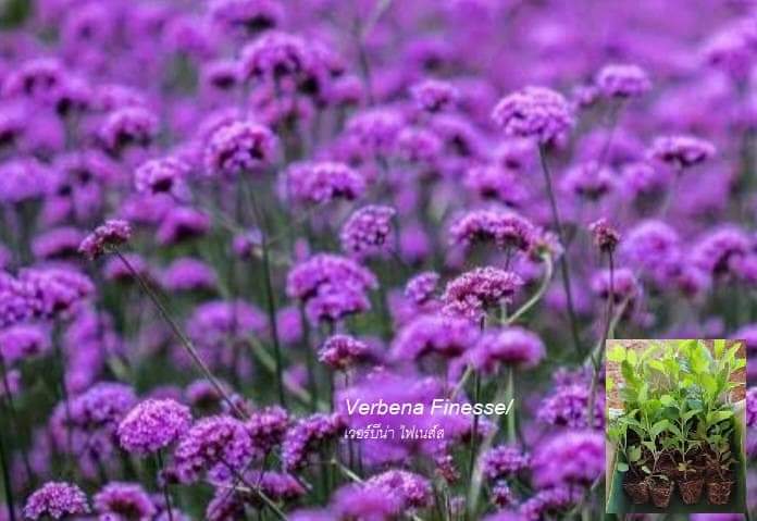 (10ต้น) เวอบีน่า ไฟเนสส์ Verbena Finesse ดอกลมหนาว เวอร์บีน่า ไฟเนส