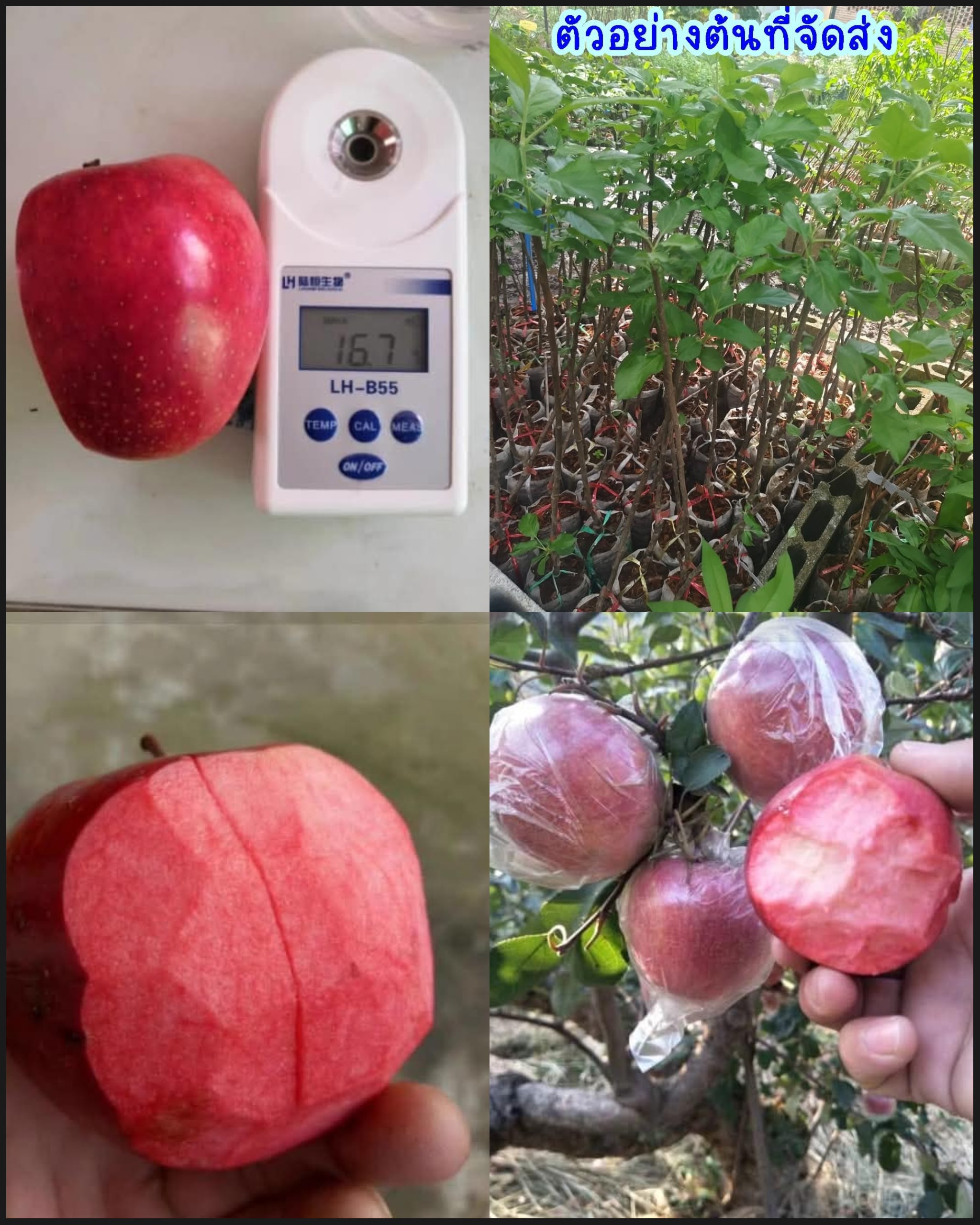 ต้น เสียบยอด สูง 50-60cm แอปเปิ้ล ต้นแอปเปิ้ล เนื้อแดง เซียงเฟย 红色香妃 Apple tree / klisnus