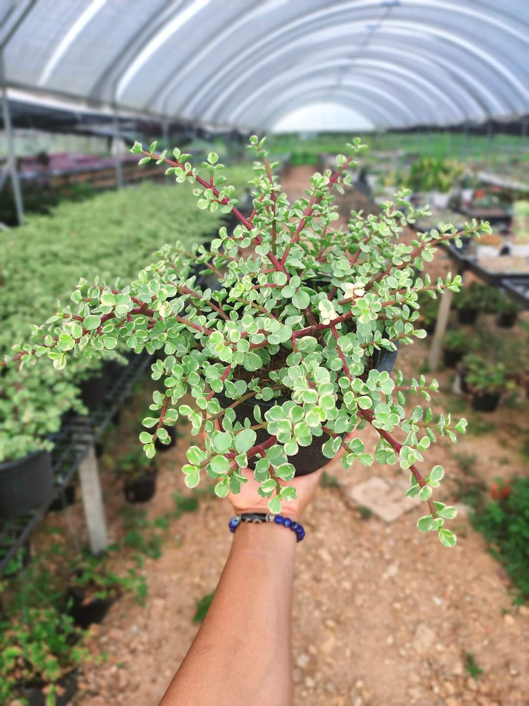 (1กระถาง) ต้น ปะการังสายรุ้ง ด่าง Portulacaria afra ต้นปะการังสายรุ้ง ปะการัง สายรุ้ง ด่าง ต้นปะการัง ทษณน