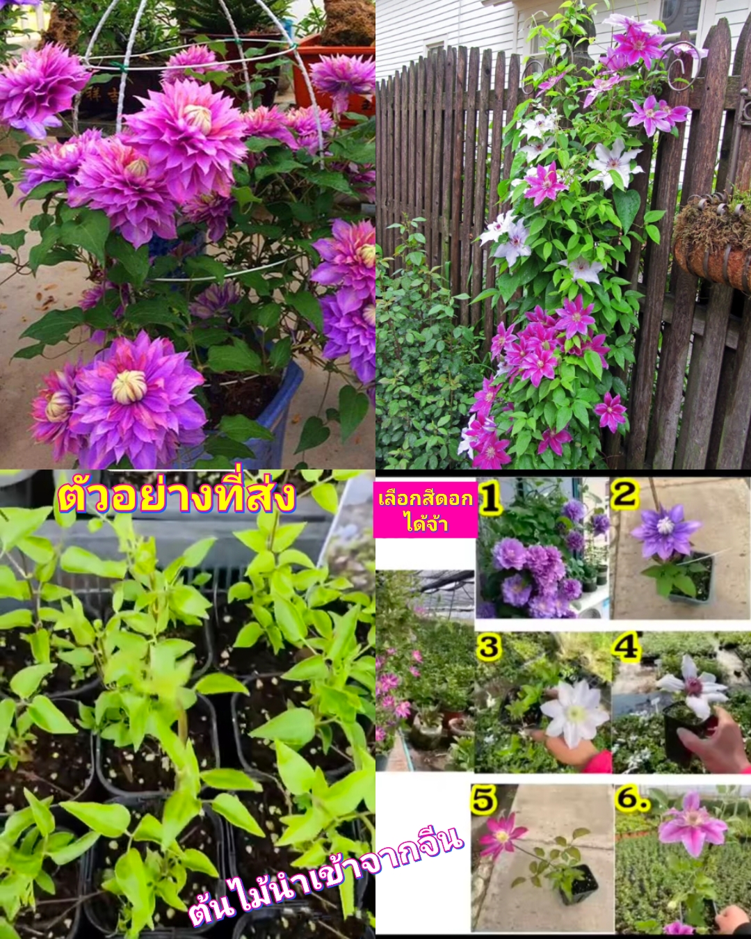 (1ต้น) ต้นส่ง ติดดอกแล้ว มี7สีดอกให้เลือก กระถาง 3 นิ้ว ต้น ครีเมทิส คลีเมทิส เคล็มแม็ททิส Clematis florida / saranrak