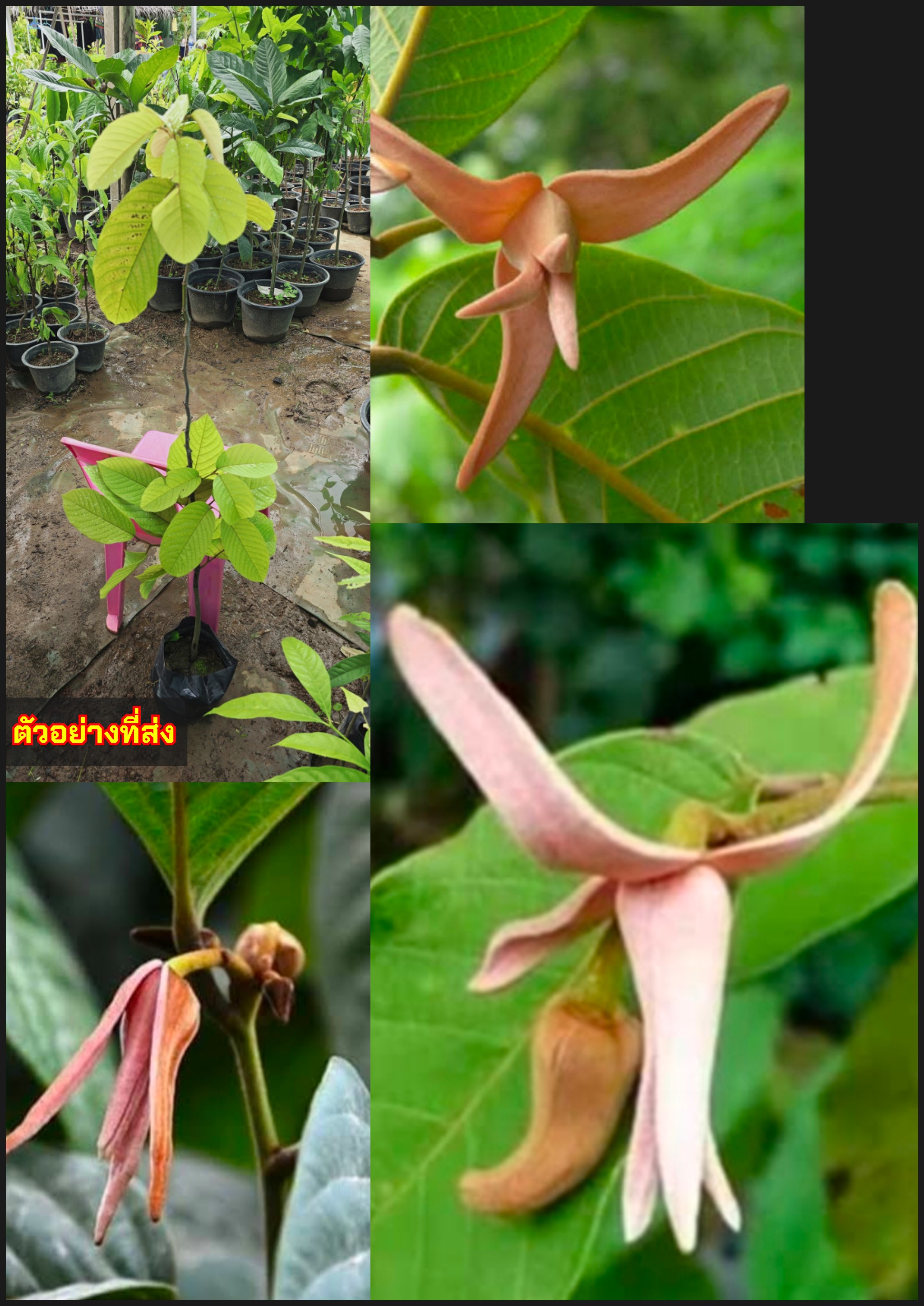 ต้นย่านเลือด ย่านเลือด ดอกหอม Fissistigma sp / apahcin