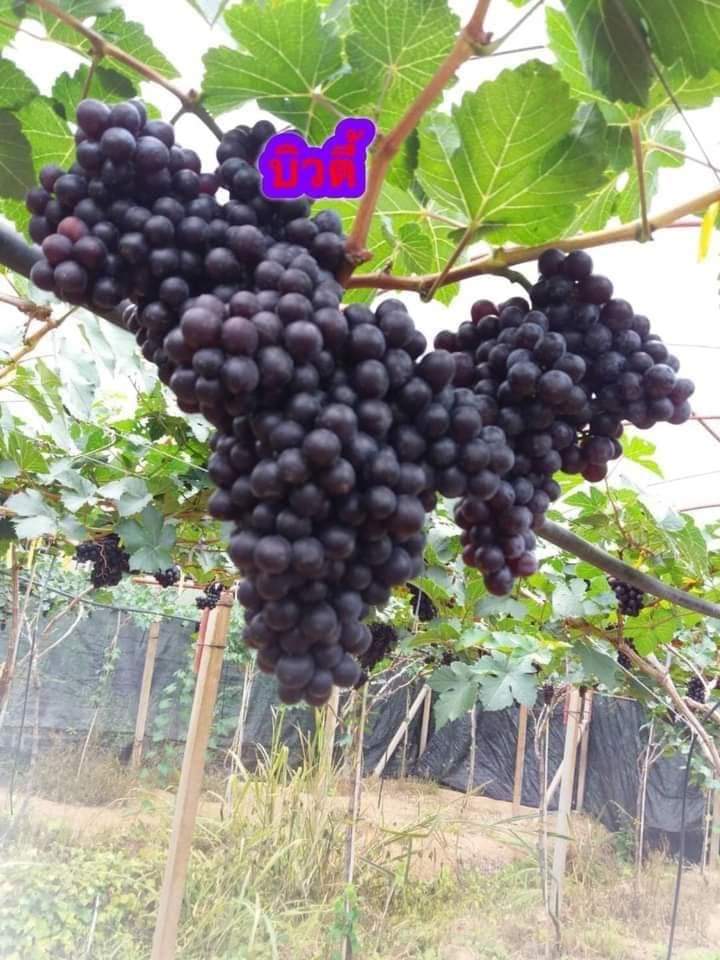 (1ต้น) ต้น องุ่น ต้นองุ่น แบบ กิ่งตอน และ แบบตอ Grapevine grape ไวท์มะละกา แบล็คโอปอร์ ไซมัสคัส ไวท์เฟรมซีดเรท รูดพอเรด บิวตี้ เฟลม คามีนัล คริมสัน ซีดเรท แรมโป้ rembo นิ้วแม่มด สการ์ล๊อตตาร์ ไวกิ้ง / Bunnapawong
