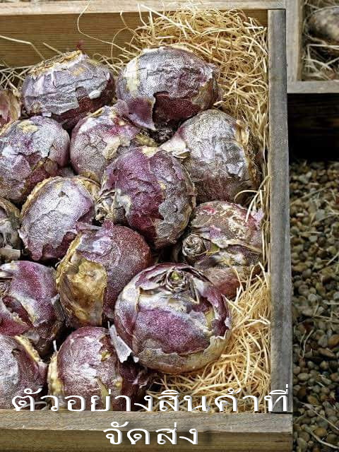 (จำหน่าย หัวพันธุ์) มี5สีให้เลือก ต้น ดอก สีไฮยาซิน hyacinth huawan