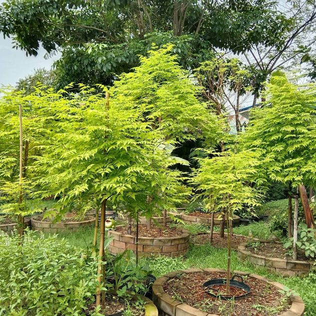 (1ต้น) ต้น เกษมณีสีทอง เมเปิ้ลเขียว เมเปิ้ลไทย Melia azedarach เลี่ยนทอง นารี เกรียน เฮี่ยน เลี่ยนดอกม่วง ลำเลี่ยน ลั้วะ โขวหนาย ขู่เลี่ยน ขู่เลี่ยนซู่ Bastard cedar, Bead tree Chaina tree Chinaball tree Persian lilac White cedar Melia azedarach L / Pongk