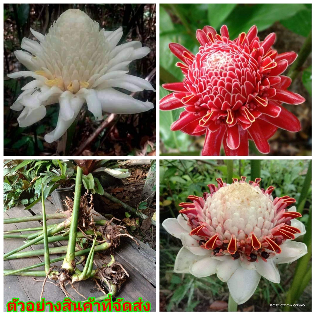 (1หน่อ)(ขาย หน่อพันธุ์) มี4สีให้เลือก ดอก ต้น ดาหลากลีบบัวชมพู ดาหลา ต้นดาหลา กลีบบัวชมพู กลีบดอกบัว ดาหลาถ้วย สี ชมพู ขาว แดง / พันธุ์ไม้นานาพันธุ์ / Sao