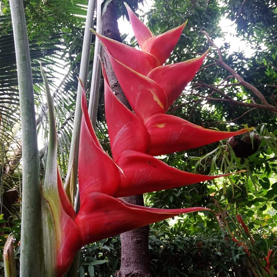 (1หน่อ)(ขาย หน่อพันธุ์) ดอก ต้น หน่อ เหง้า Heliconia Purpurea เฮลิโคเนีย เพอเพอเรีย / Nokair