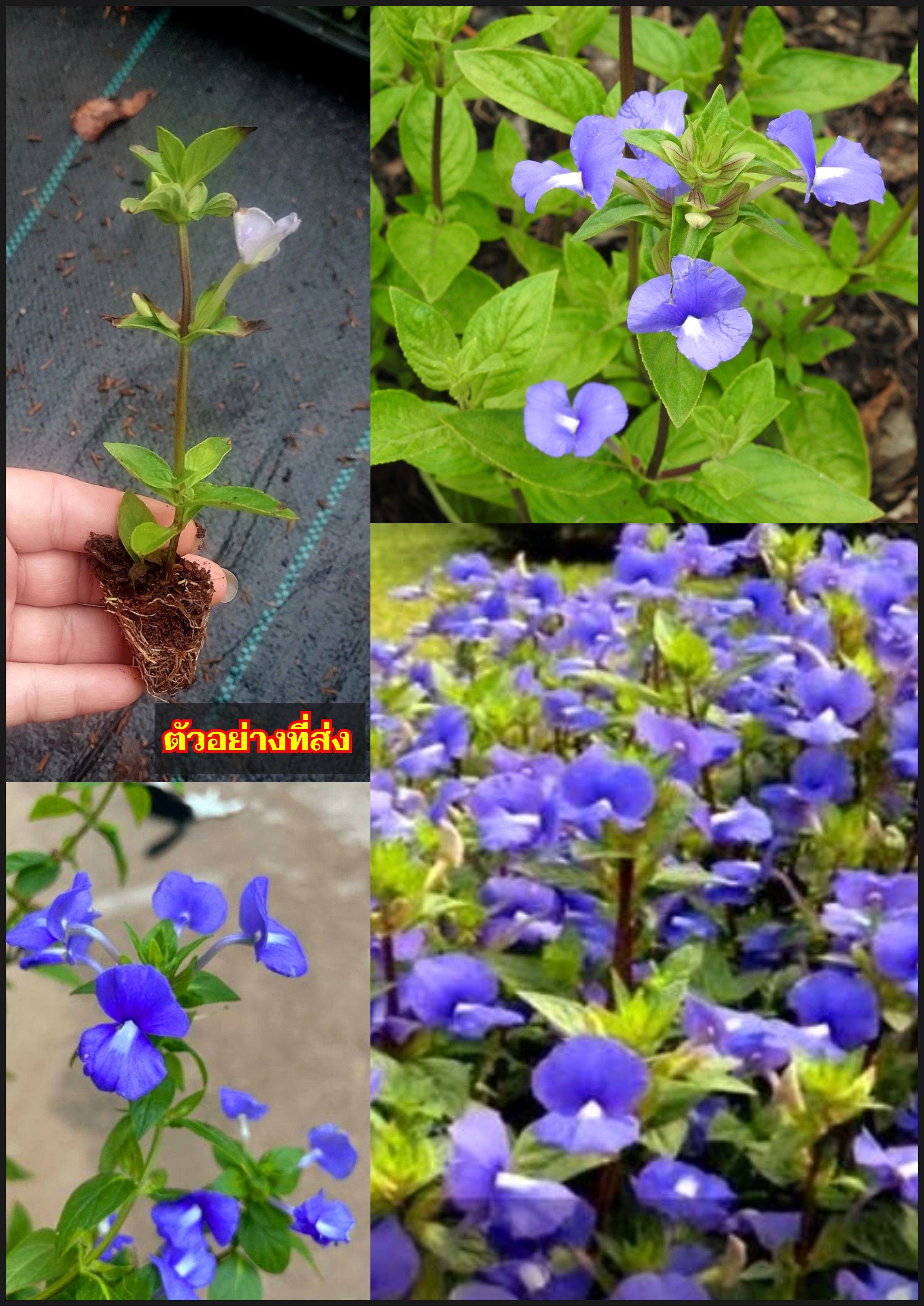 ต้นบลูฮาวาย บลูฮาวาย Achetaria azurea edible flower ดอกสีม่วงอมน้ำเงิน / esidarap