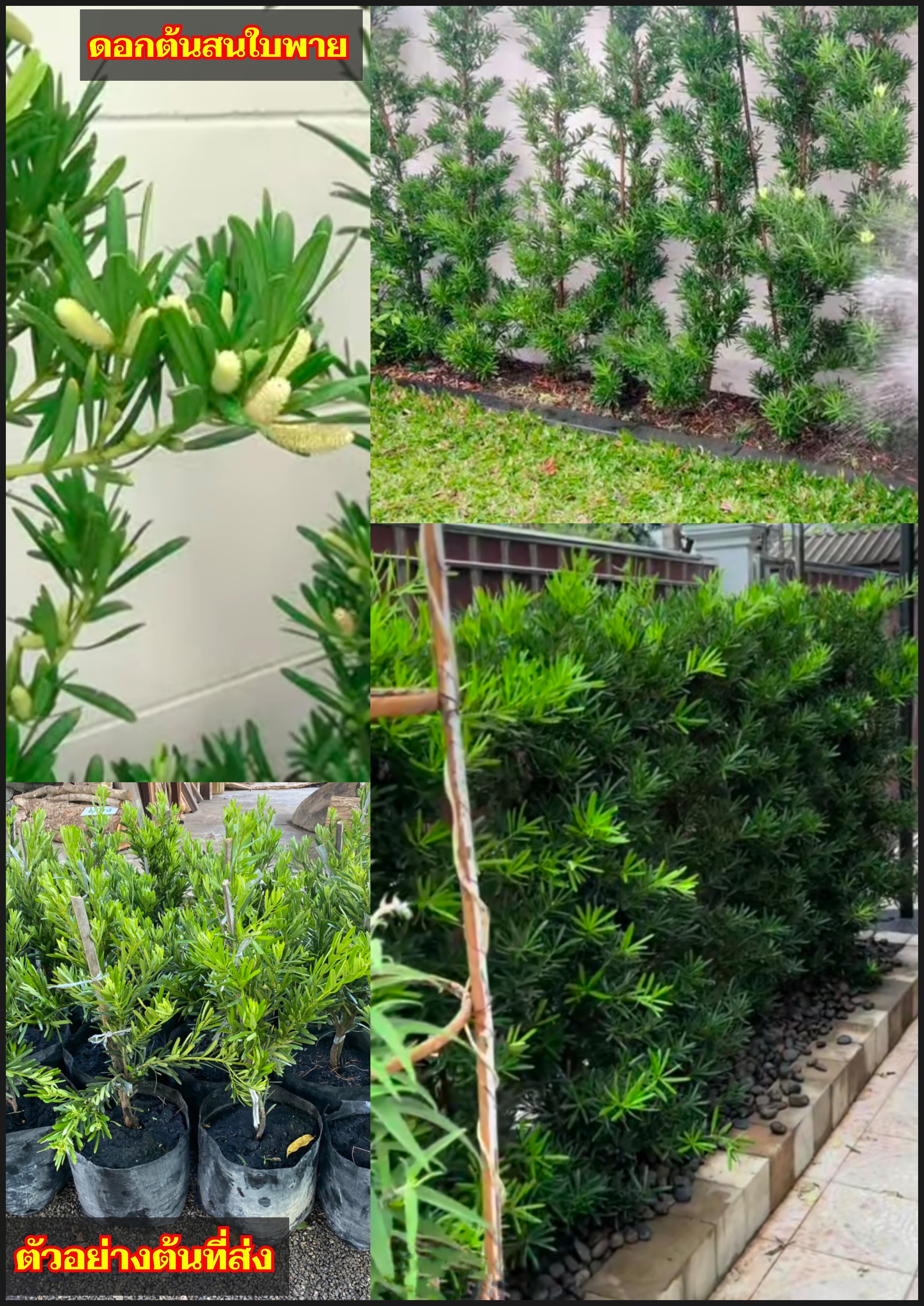 ต้นสนใบพาย สนใบพาย Podocarpus polystachyus ทำรั้วต้นไม้ ไม้แนวรั้ว ปลูกทำรั้ว ทำรั้ว รั้วต้นไม้ / eertnom