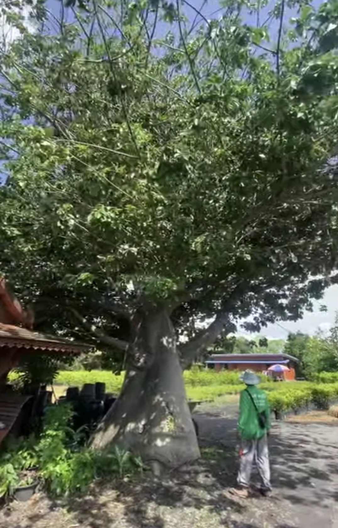 ต้นเบาบับดิจิทาทา พันธุ์ต้นอ้วน Adansonia digitata baobab / eertnom