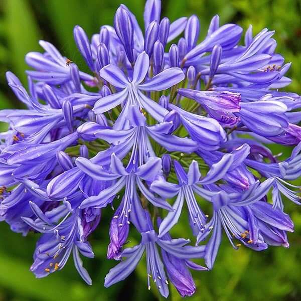 (1ต้น) ต้น อะกาแพนทัส ต้นอะกาแพนทัส Agapanthus Blue African lily Lily of nile / ศรัญลักษณ์