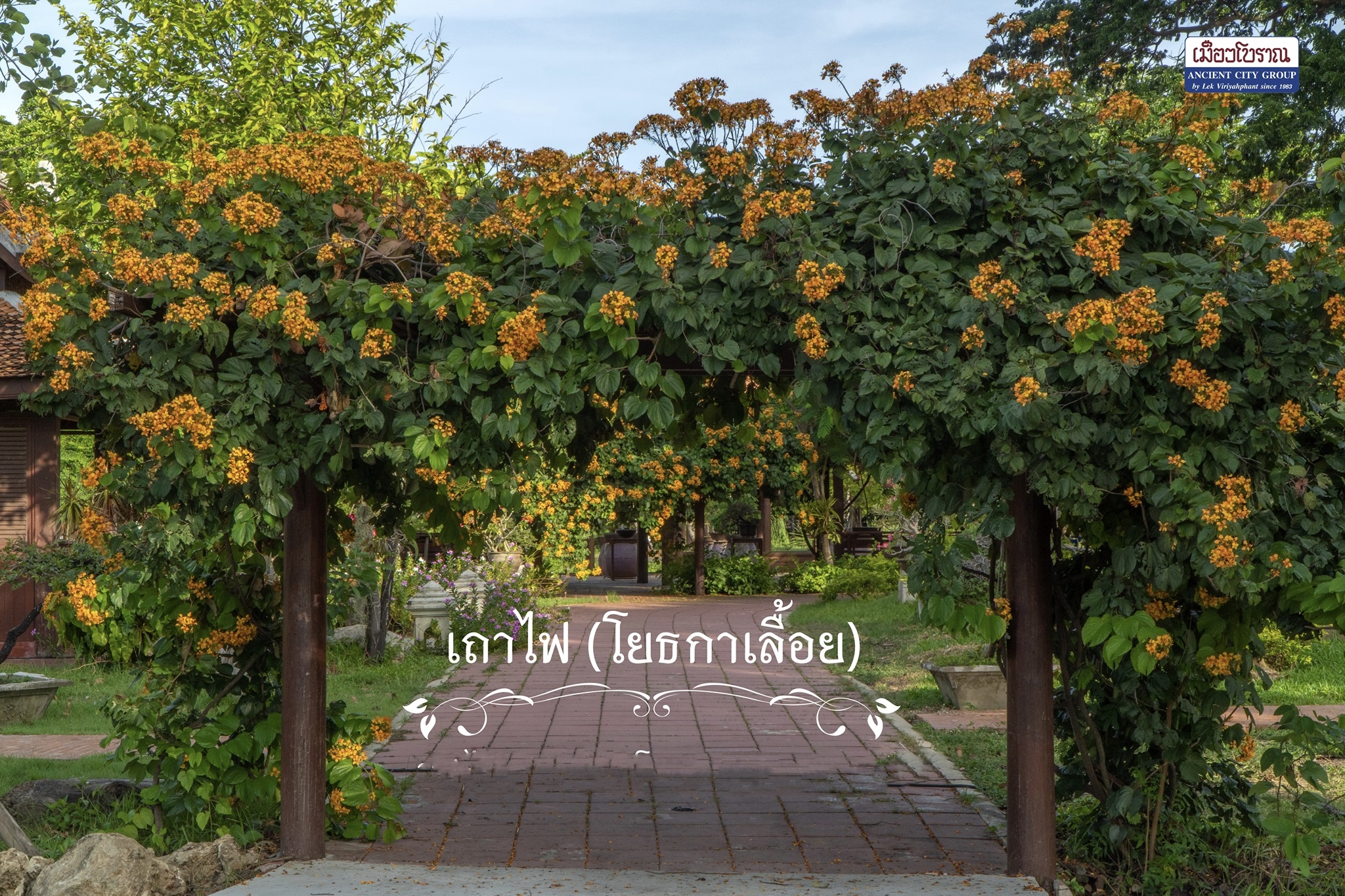 ต้นโยทะกาเลื้อย ระย้าย้อย หรือ เถาไฟ Bauhinia integrifolia Roxb. Phanera integrifolia Benth / eedwattan