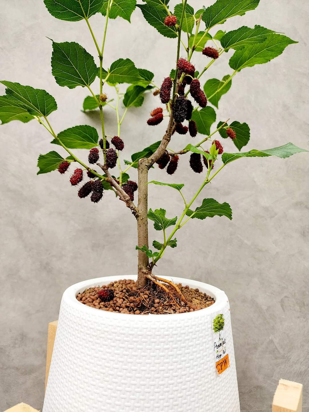 (1ต้น) มัลเบอรี่แคระ ต้นหม่อน หม่อน มัลเบอร์รี่ มัลเบอรี่ ต้นมัลเบอรี่ แคระ เตี้ย Mulberry Plants ทษณน