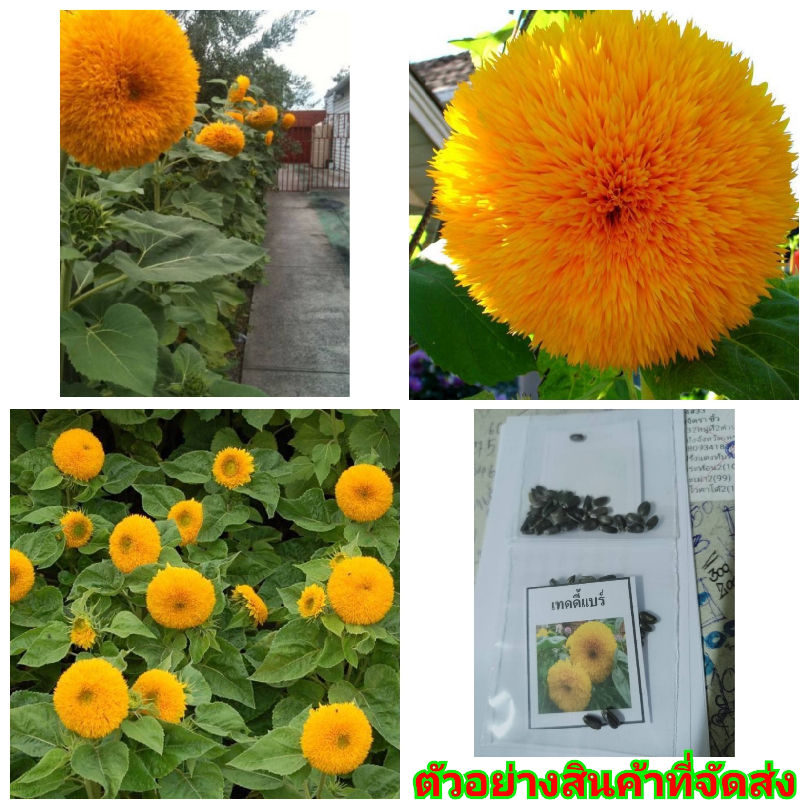 (ขาย เมล็ด) ต้น ดอก เมล็ด ทานตะวันเท็ดดี้แบร์ ทานตะวันแทดดี้แบร์ Teddy bear sunflower ทานตะวัน Sunflower seeds happy