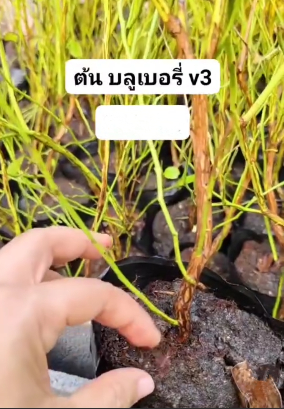 (1ต้น) ต้น ต้นบลูเบอรี่ ต้นบลูเบอร์รี่ บลูเบอรี่ พันธุ์ v3 วีสาม Blueberry บิวตี้หมายเลข 1 / saranrak