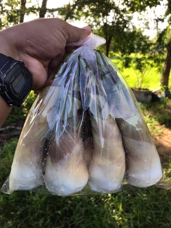 (1ต้น)(ขาย ต้นพันธุ์) ต้น ไผ่บงหวานเพชรน้ำผึ้ง เบอร์ 2 ไผ่บงหวาน เพชรน้ำผึ้ง ต้นไผ่บงหวานเพชรน้ำผึ้ง ต้นไผ่บงหวาน ไผ่ ต้นไผ่ / เบนซ์