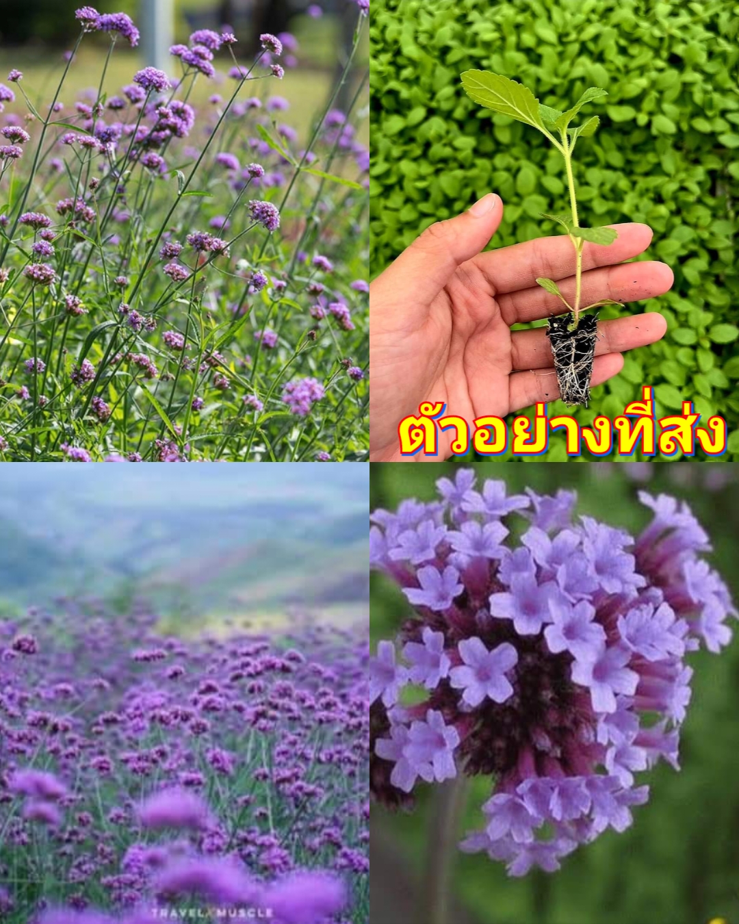 (10ต้น) เวอบีน่า ไฟเนสส์ Verbena Finesse ดอกลมหนาว เวอร์บีน่า ไฟเนส