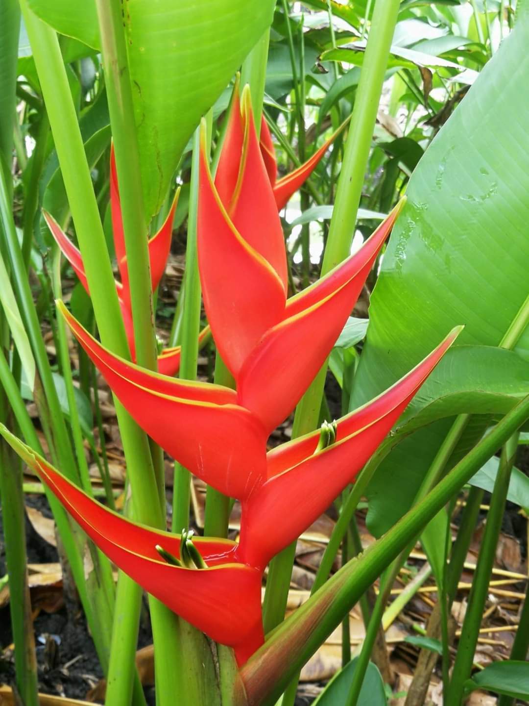(1กอ) กอ ต้น เฮลิโคเนีย บิ๊กบัด สี แดง Heliconia stricta Huber Big Bud ก้ามปูแดงดอกใหญ่ เพอเพอเรีย Tinutda