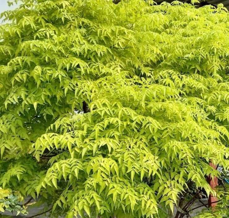 (1ต้น) ต้น เกษมณีสีทอง เมเปิ้ลเขียว เมเปิ้ลไทย Melia azedarach เลี่ยนทอง นารี เกรียน เฮี่ยน เลี่ยนดอกม่วง ลำเลี่ยน ลั้วะ โขวหนาย ขู่เลี่ยน ขู่เลี่ยนซู่ Bastard cedar, Bead tree Chaina tree Chinaball tree Persian lilac White cedar Melia azedarach L / Pongk