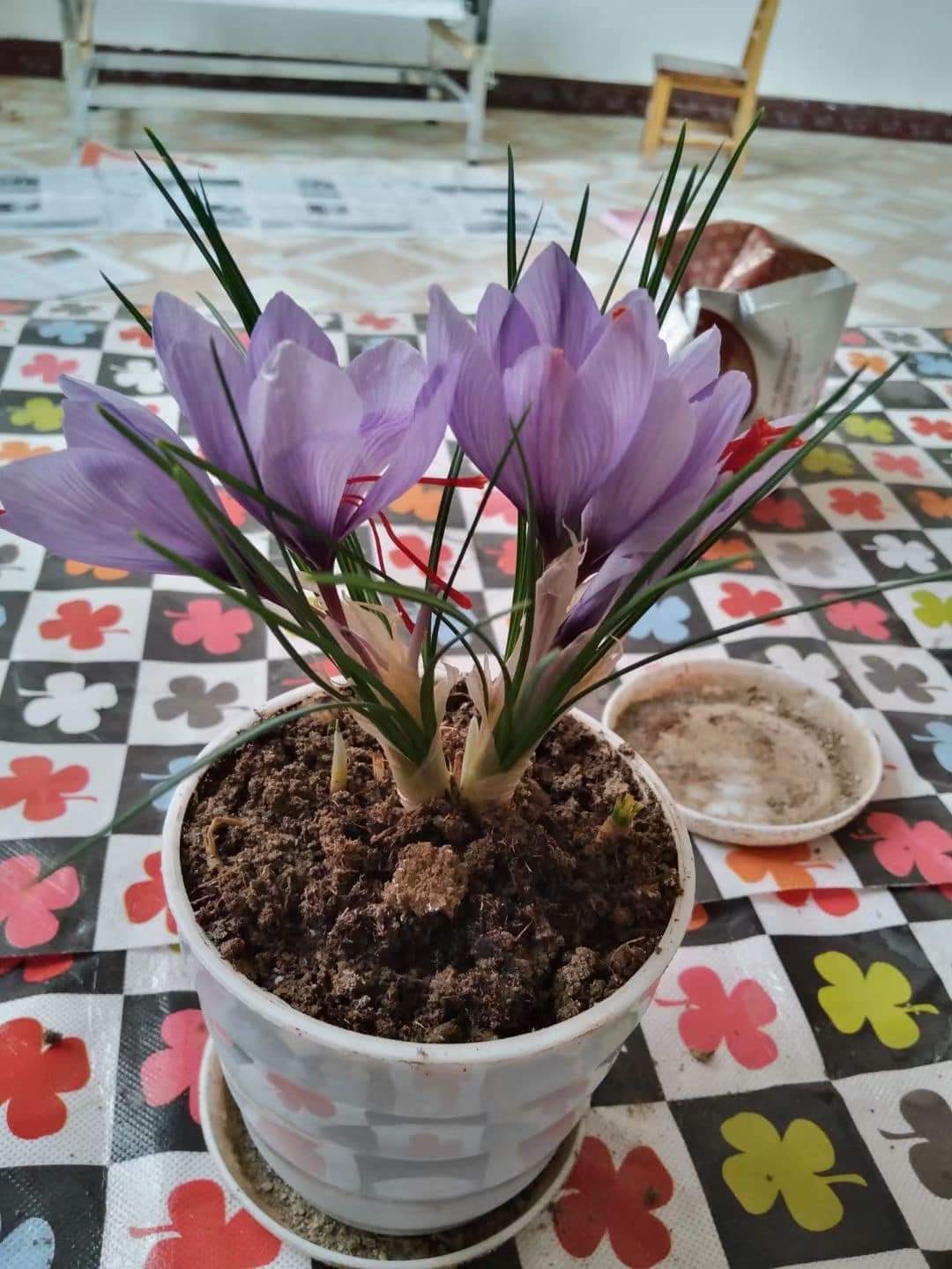 (1หัว) หญ้าฝรั่น หญ้า ฝรั่น ( ฝะหรั่น ) หรือเรียกว่า Saffron Crocus / ศรัณย์รักษ์