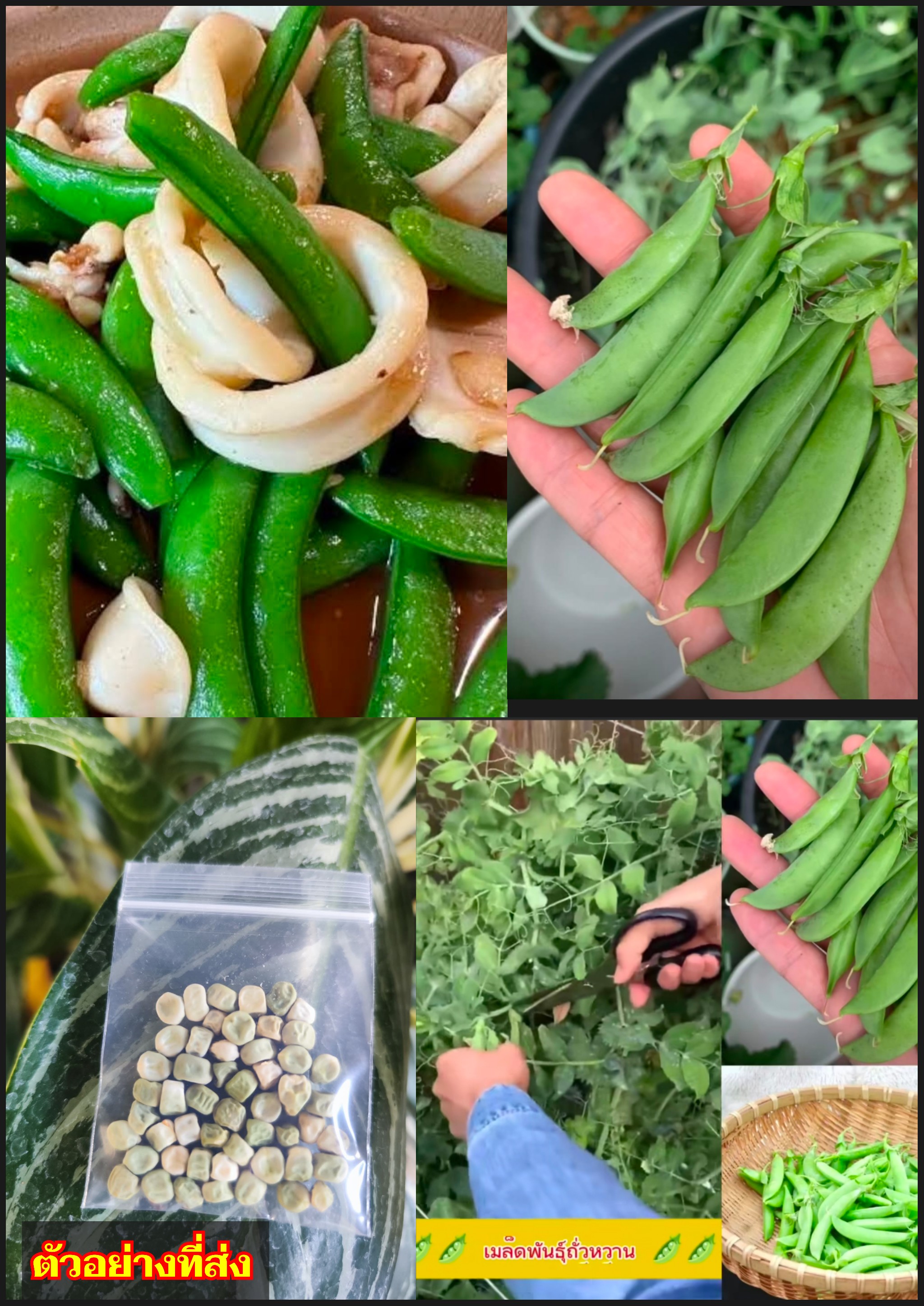 เมล็ดถั่วลันเตาหวาน ถั่วลันเตาหวาน ถั่วลันเตา หวาน Pisum sativum / pihtihttir