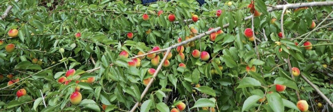 (1ต้น) ต้น แอปริคอท พันธุ์ Modesto Apricot เอพริคอต แอพริคอต แอปริคอต ต้นแอปริคอท ต้นแอปริคอต / พิสุทธิ์