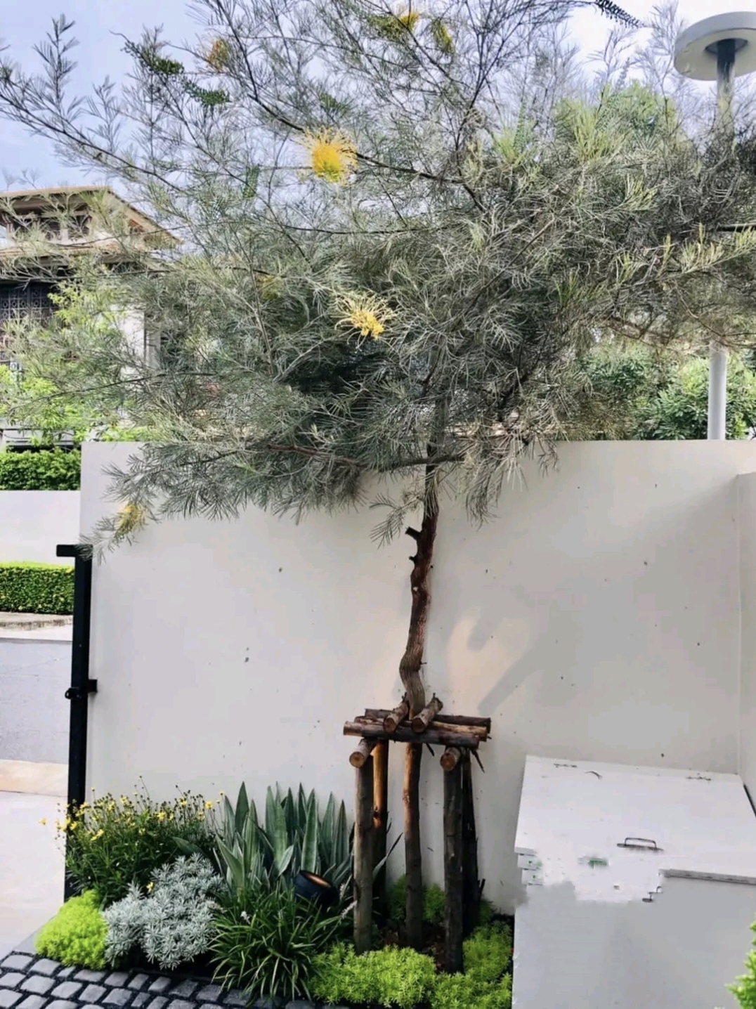รบกวน สั่งซื้อ ผ่านไลน์ เท่านั้น (1ต้น) สูง 250cm ต้น สนเกรวิลเลีย Grevillea Bush Lemons yellow กรีวิเลีย บุช เลมอน ดอก สีเหลือง Sakphong