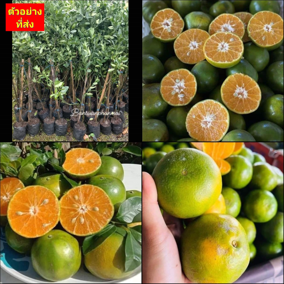 (1ต้น) ต้น ส้มเขียวหวานพันธุ์บางมด ส้มเขียวหวานบางมด ส้มเขียวหวาน บางมด กิ่งตอน ส้มบางมด / พงษ์วริษฐ์
