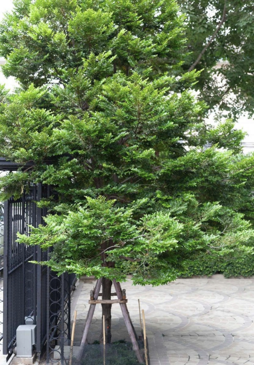 สูง 60cm ต้นล่ำซำ ต้นหูหนู หรือ ต้นสั่งทำ Black Ebony tree / iamnahpahcin