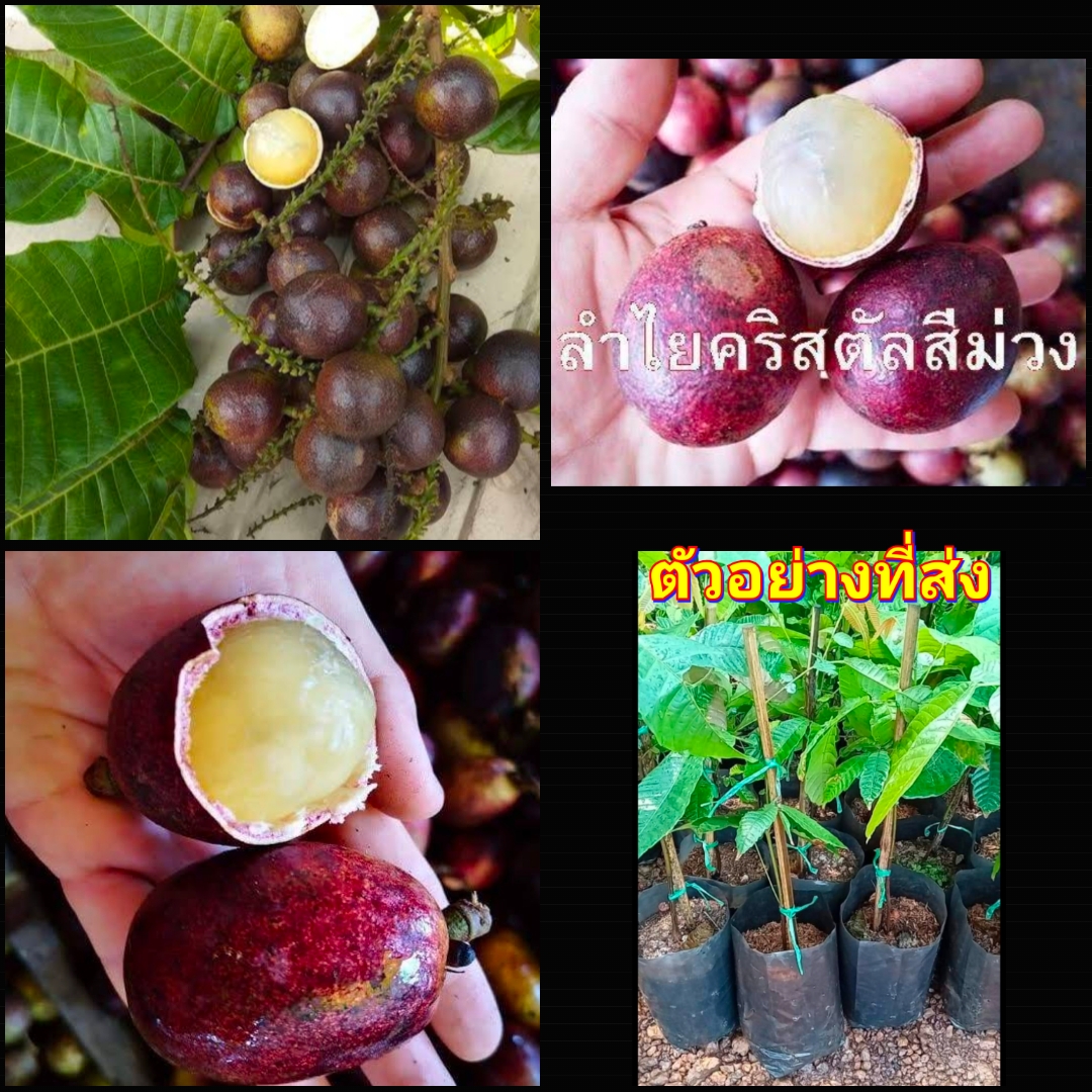 (1ต้น) ต้น ลำไยคริสตัล ม่วงจัมโบ้ ต้นลำไยคริสตัล สีม่วง ลำไย ต้นลำไย happy
