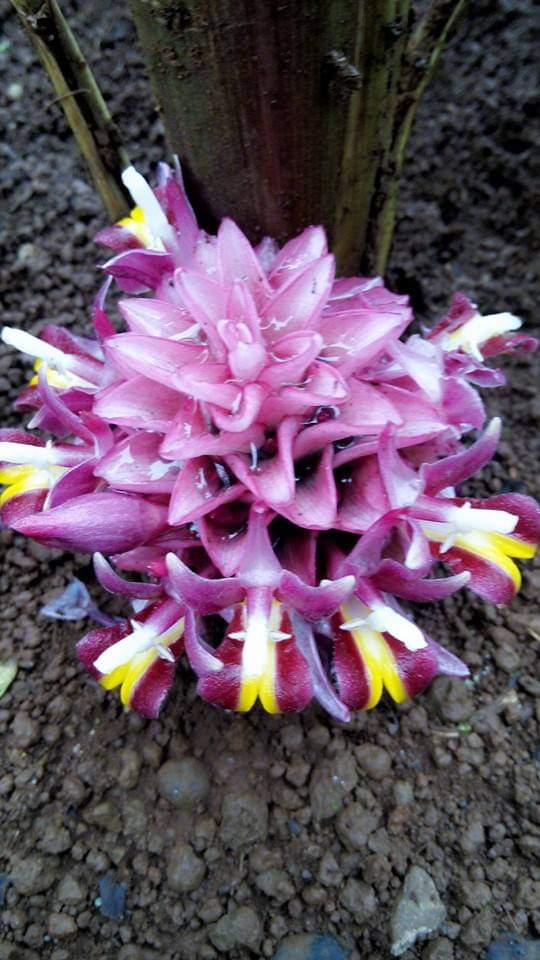 (3ต้น) ต้น หน่อ เหง้า กระเจียวสุเทพ Curcuma ecomata ต้นกระเจียวสุเทพ ดอกกระเจียวสุเทพ กระเจียว สุเทพ สมซง
