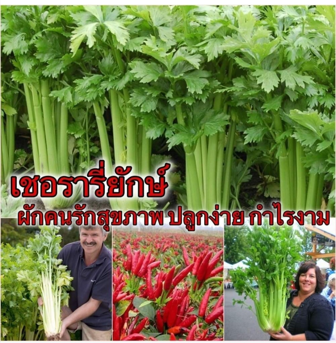 เชอรารี่ ยักษ์ หรือ ตั้งโอ๋ยักษ์ ตั้งโอ๋ พันธุ์แท้100% นำเข้าจากอเมริกา ตามรอยพ่อ