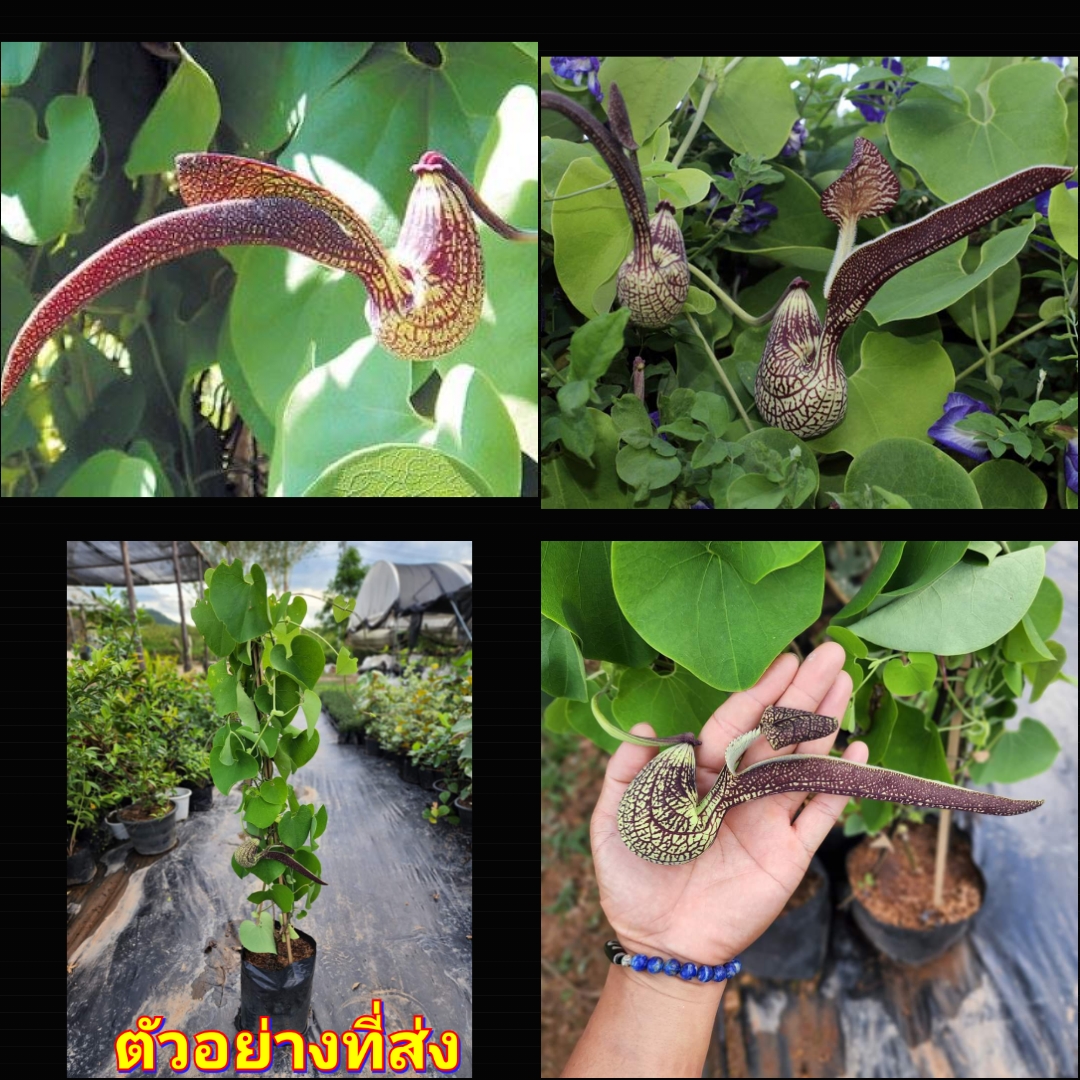 (1ต้น) ไม้เลื้อย ไก่ฟ้าพญาลอ ว่านดอกไก่ ไก่ฟ้า พญาลอ ต้นไก่ฟ้า ต้นไก่ฟ้าพญาลอ ทษณน สำเนา