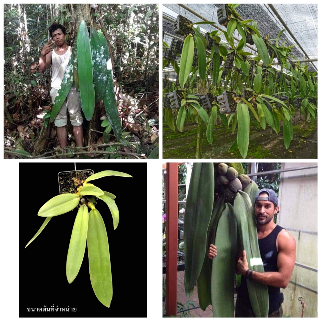 (1กอ)(ขาย ต้นพันธุ์) ดอก ต้น สิงโตฟาแลน ไม้ดึกดำบรรพ์ bulbophyllum phalaenopsis เอื้อง กล้วยไม้ orchidery