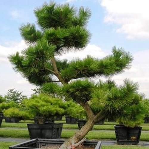 (1ต้น) ต้น ต้นสน Pinus kesiya สนสามใบ หรือ เกี๊ยะแดง สน ต้นสนสามใบ ทษณน สำเนา