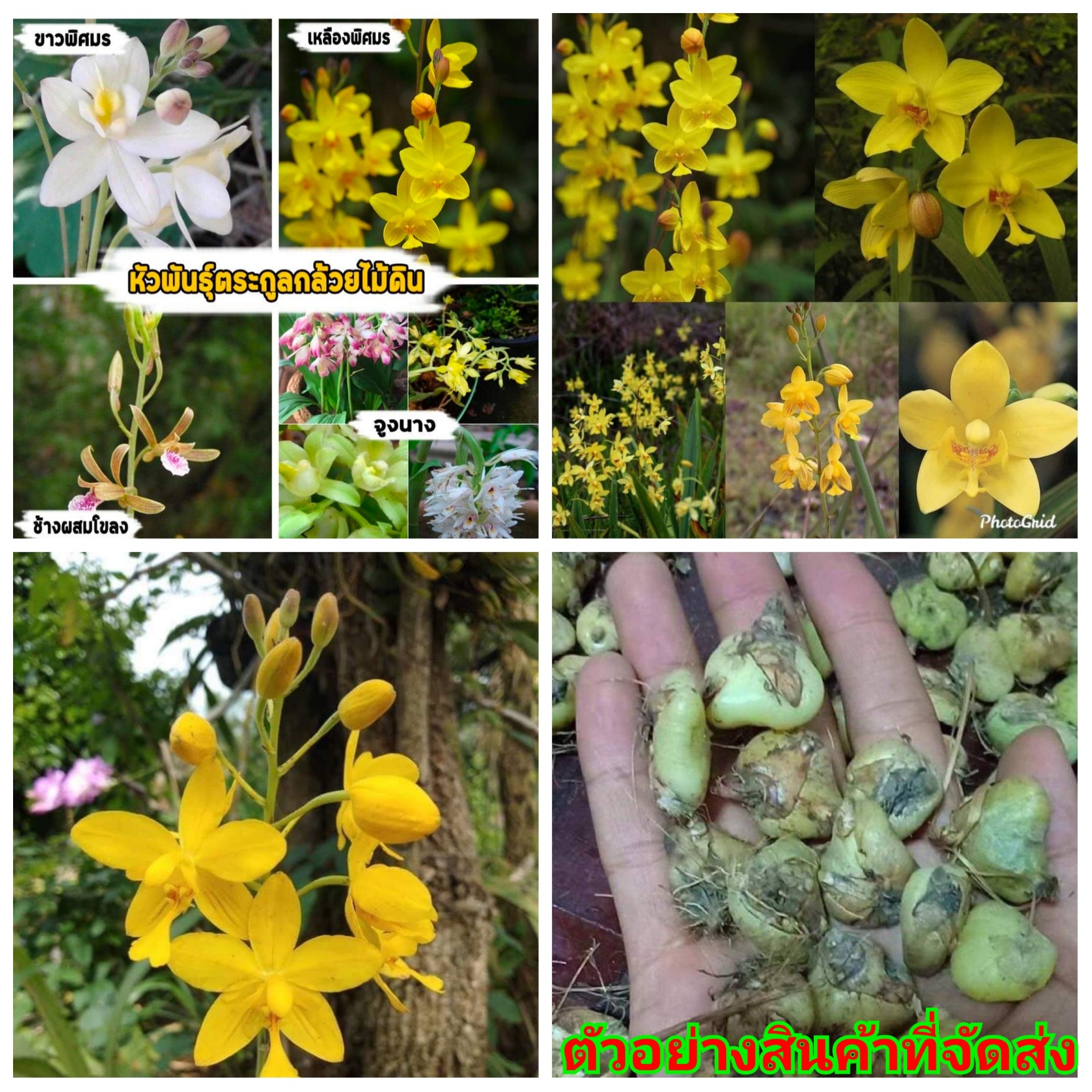 ขายเป็น เซต ( หัวว่านมงคล ) รวม กล้วยไม้ดิน พิศมร สี ขาว เหลือง ช้างผสมโขลง จูงนาง หัวกล้วยไม้ดินตระกูลพิศมร