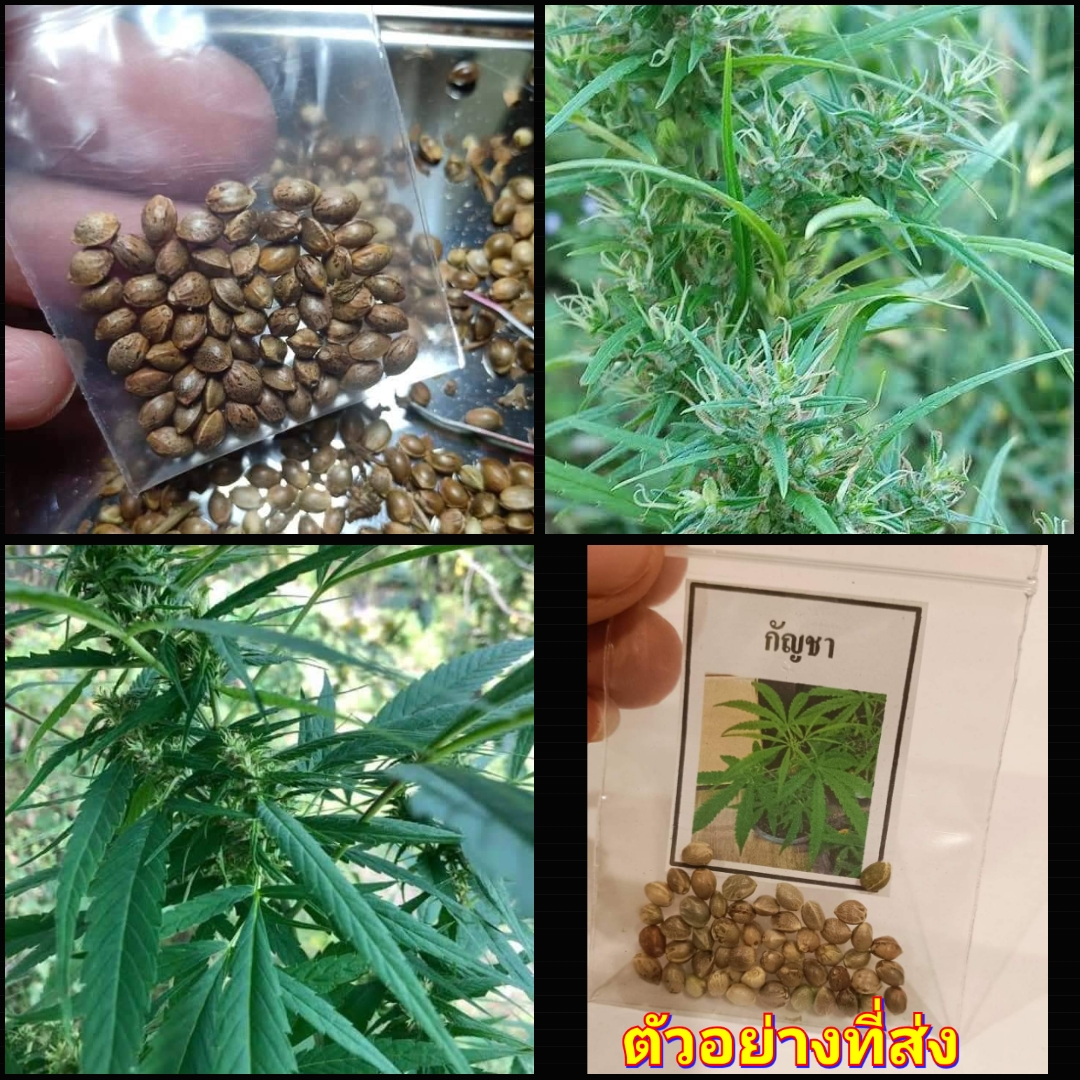 (1ซอง) เมล็ด กัญชา หางกระรอกภูพานแท้ เมล็ดกัญชา หางกระรอกภูพาน แท้ หางกระรอก ภูพาน happy