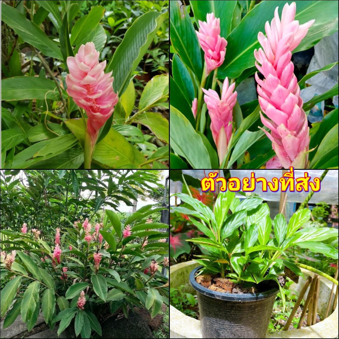 (1กระถาง) ต้น ดอก ขิงชมพู ต้นขิงชมพู สีชมพู ขิง สี ชมพู ดัชนีย์