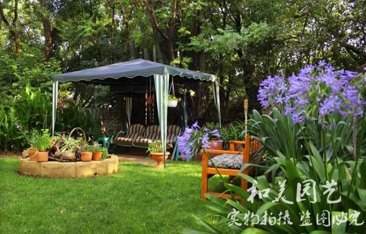 (1ต้น) ต้น อะกาแพนทัส ต้นอะกาแพนทัส Agapanthus Blue African lily Lily of nile / ศรัญลักษณ์