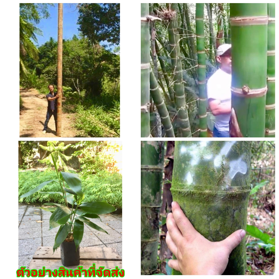 (ขาย ต้นพันธุ์) ต้น ไผ่เก้าดาวยักษ์ ( Guadua aceleata ) สายพันธุ์จากนิคารากัว ไผ่ เก้าดาว ยักษ์ ใหญ่ ไผ่เก้าดาว บ้านสวนเก็บตะวัน