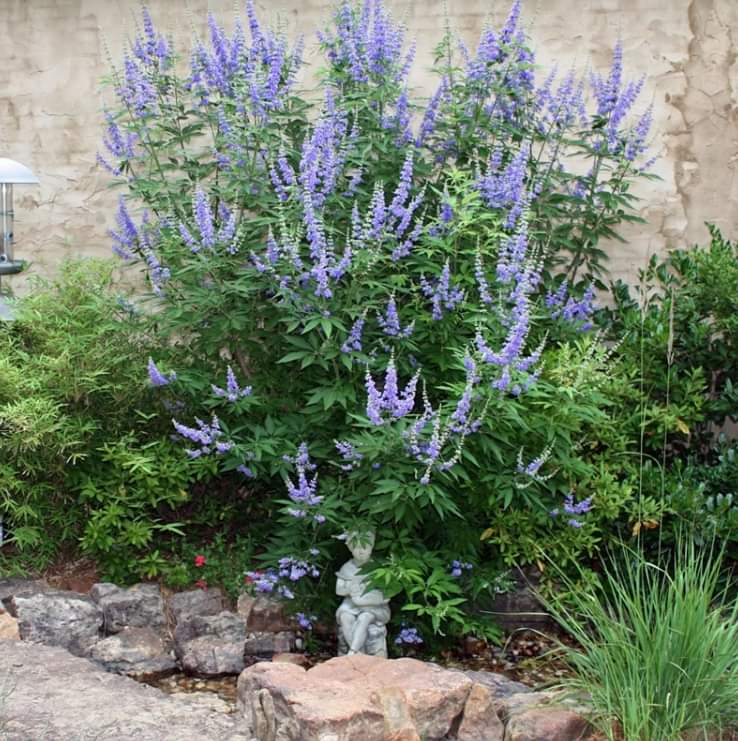 (1ต้น) ต้นไวเท็กซ์ Chaste Berry ไวเท๊กซ์ แอกนัส แคสตัส Vitex Vitex Agnus Castus / ศรัณย์รักษ์ สำเนา