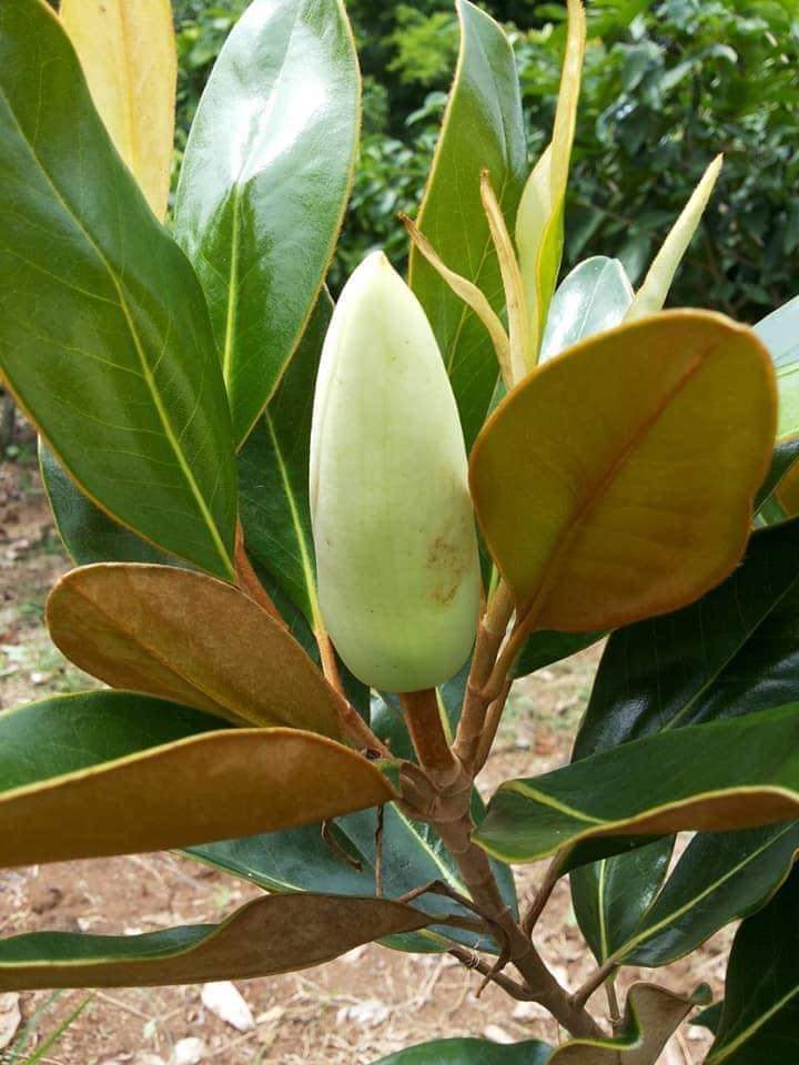 (1ต้น) สูง 80cm ต้น แมกโนเลีย แกรนด์ดิฟฟอร่า Magnolia grandiflora ตอนกิ่ง / Navin