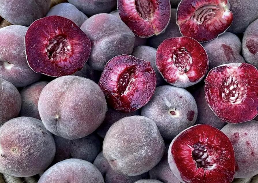 ต้น สูง 50-60cm เสียบยอด พีชเลือด ต้นพีชเลือด Blood Peach / pisut